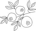 vector illustration of the outline of a branch with leaves and berries of blueberries