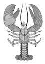 Vector illustration of outline, decorative, zentangle lobster in black color, isolated on white background