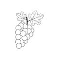 Vector outline grape