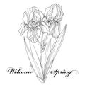Vector illustration with outline Iris flower, bud and leaves in black isolated on white. Ornate floral element for spring design