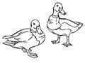 Vector illustration with outlines of ducks. Royalty Free Stock Photo