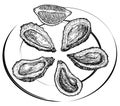 Vector illustration of oyster. Oysters on a plate and a slice of lemon sketch. For oyster farm and oyster restaurant