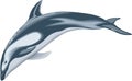 Pacific White Sided Dolphin Illustration