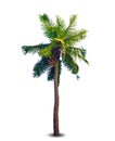 Vector illustration of the palm tree