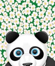 Vector illustration. Panda. Royalty Free Stock Photo