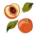 Vector illustration. Peach, sliced peach, half peach, peach leaves.