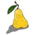 Pear. Vector illustration of a pear fruit. Hand drawn pear