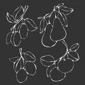 4042 fruits, Vector illustration, drawing in black, isolate Royalty Free Stock Photo