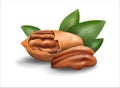 Vector illustration pecan nut