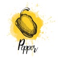 Vector illustration of a pepper. Hand drawn Royalty Free Stock Photo