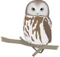 Saw Whet Owl Perched Illustration