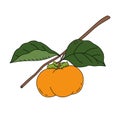 Vector illustration of a persimmon on a branch. Fresh fruit in cartoon style Royalty Free Stock Photo