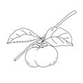 Vector illustration of a persimmon for coloring book. Fresh fruit in cartoon style. Isolated on white Royalty Free Stock Photo