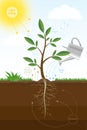 Vector illustration of the photosynthesis process in plant. Biology scheme of photosynthesis for education.