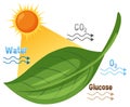 Vector illustration of photosynthesis showing sunlight Royalty Free Stock Photo