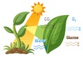 Vector illustration of photosynthesis showing sunlight Royalty Free Stock Photo