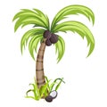 1276 palm, vector illustration, Picture of a palm tree with coconut, isolated on a white background