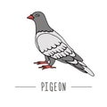 Vector illustration of pigeon. Hand drawn communication icon. Pigeon post signs isolated on white background