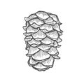 Vector illustration of pinecone