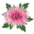 Vector chrysanthemum flower.