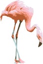 Vector illustration of a pink flamingo