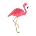 Vector illustration pink flamingo. Royalty Free Stock Photo