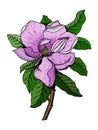 Vector illustration of pink flowers and green leaves of magnolia. Royalty Free Stock Photo