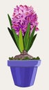 Vector illustration of pink hyacinth in a pot isolated on light background. Houseplant Royalty Free Stock Photo