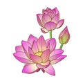 Vector illustration of a pink lotus flower or water lily hand-drawn in graphic style Royalty Free Stock Photo