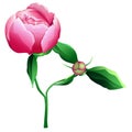 Vector illustration of beautiful pink summer peony with bud and leaves. Design for beautiful project