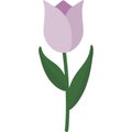 Pink Tulip Vector Illustration