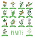 Vector illustration of a plant