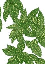 Vector Illustration of Plant Aucuba