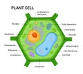 Vector Illustration of the Plant cell anatomy structure. Vector infographic Royalty Free Stock Photo