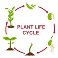 Vector illustration of a plant life cycle