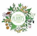 Vector illustration of a plant . plants collection