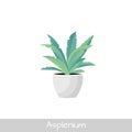 Plant in pot. Asplenium flower. Flat style