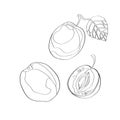 Vector illustration. Plum, sliced plum, half plum. Black line, outline.