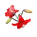 Vector illustration of a polygonal flower of red lily on a white background Royalty Free Stock Photo