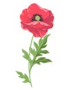 Vector illustration. Poppy flower isolated on white background-Vector Royalty Free Stock Photo