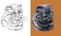 Vector illustration portrait of black Scottish Fold cat