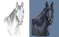 Vector illustration portrait of brown bay horse Royalty Free Stock Photo