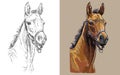 Vector illustration portrait of colt in the halter