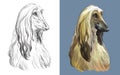 Vector illustration portrait of cute funny dog Afghan Hound