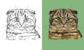 Vector illustration portrait of cute Scottish Fold cat