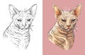 Vector illustration portrait of cute Sphynx cat Royalty Free Stock Photo