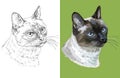 Vector illustration portrait of cute Thai cat