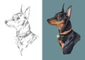 Vector illustration portrait of dog miniature pinscher