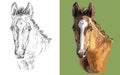 Vector illustration portrait of little bay foal Royalty Free Stock Photo