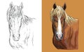 Vector illustration portrait of liver chestnut horse